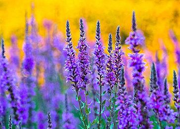 再创新纪录！《艾尔登法环》Steam在线峰值超95万